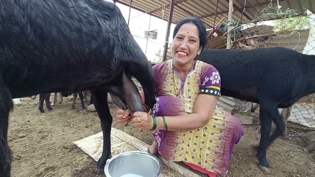 Method prepare for goat milking by hands 😍🔥