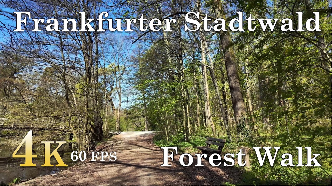 Forest Walk Around Jacobiweiher in Frankfurter Stadtwald | 4K 60fps | Forest Reflections & Nature