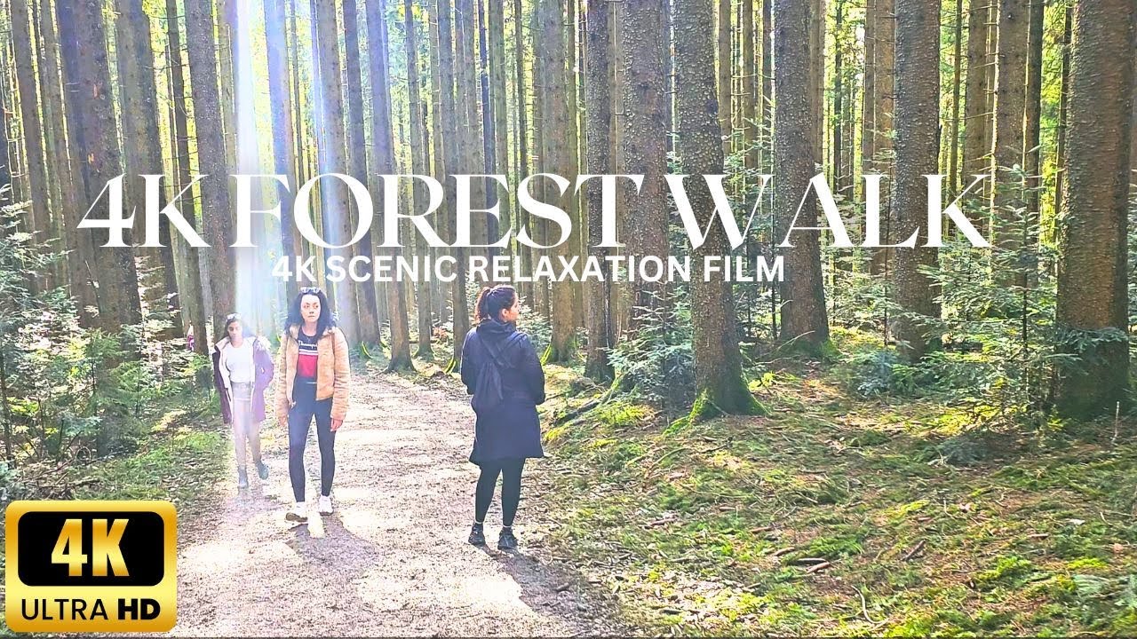 4K Forest Walk | Tegernsee | Music for Relaxation and Stress Relief | Bavaria