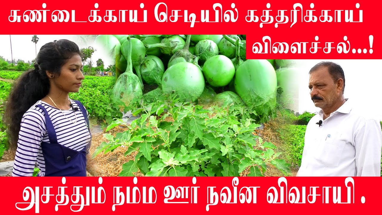 சுண்டைக்காய் செடியில் கத்தரிக்காய் விளைச்சல்  அசத்தும் நம்ம ஊர் நவீன விவசாயி.