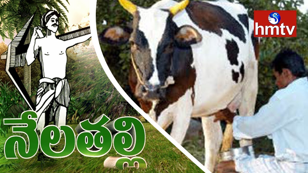 Awareness Program On Cattle Dairy farming | Rythu Nestham Foundation | Nela Talli | hmtv
