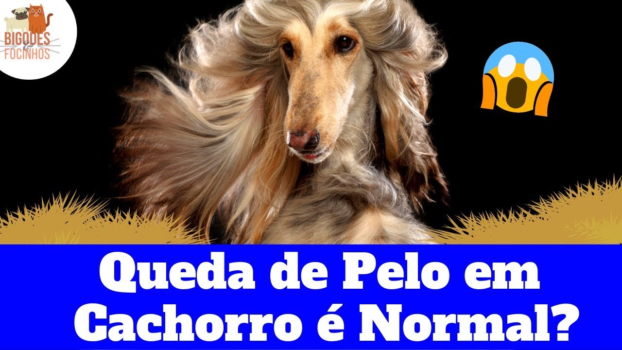 Queda de pelo em cachorro, &eacute; normal? /Is it normal for dogs losing hair?