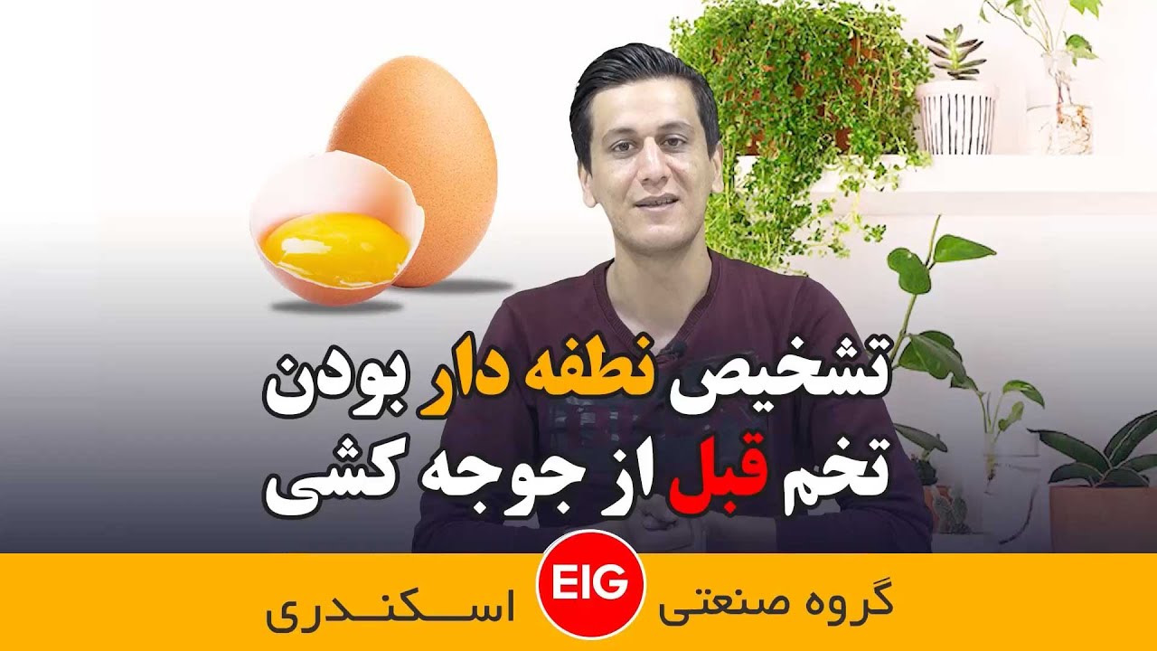 تشخیص نطفه دار بودن تخم قبل از جوجه کشی با کمک یک‌نکته ساده !
