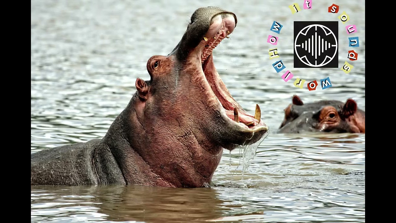 What does a hippo sound like? | Real hippo grunting sound