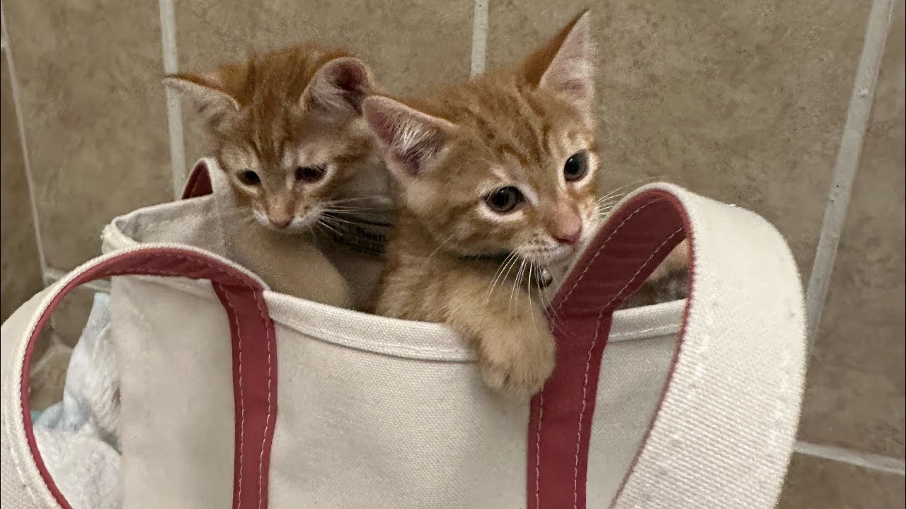Kitten’s First Visit to the Vet, 1st Check Up, Kittens get weighed, Brave Little Kittens 