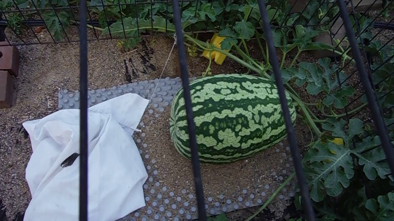 Weed FREE Watermelon Patch.Deer protection growing with Cannabis Nutrients.