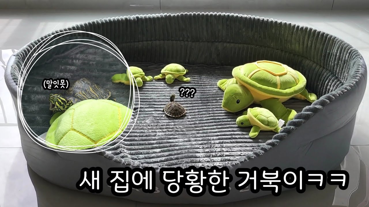 거북이에게 새 집을 선물해줬어요🙆🏻‍♀️ (feat. 페닌슐라쿠터 코코의 똑쟁이&똥쟁이 모먼트ㅋㅋ)