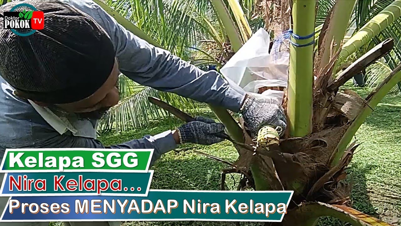 [ Tutorial ] CARA @ Proses MENYADAP (Sadap) Nira Kelapa SGG... SEDAP....