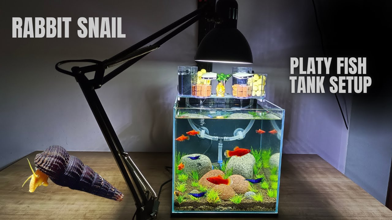 Easy Beginners PLANTED TANK SETUP in Just 10 Minutes