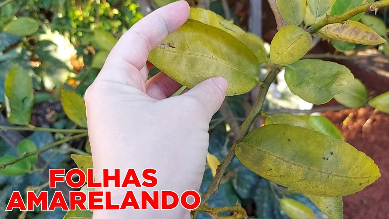 LIMÃO TAITI COM FOLHAS AMARELANDO E ABORTANDO LIMÃO