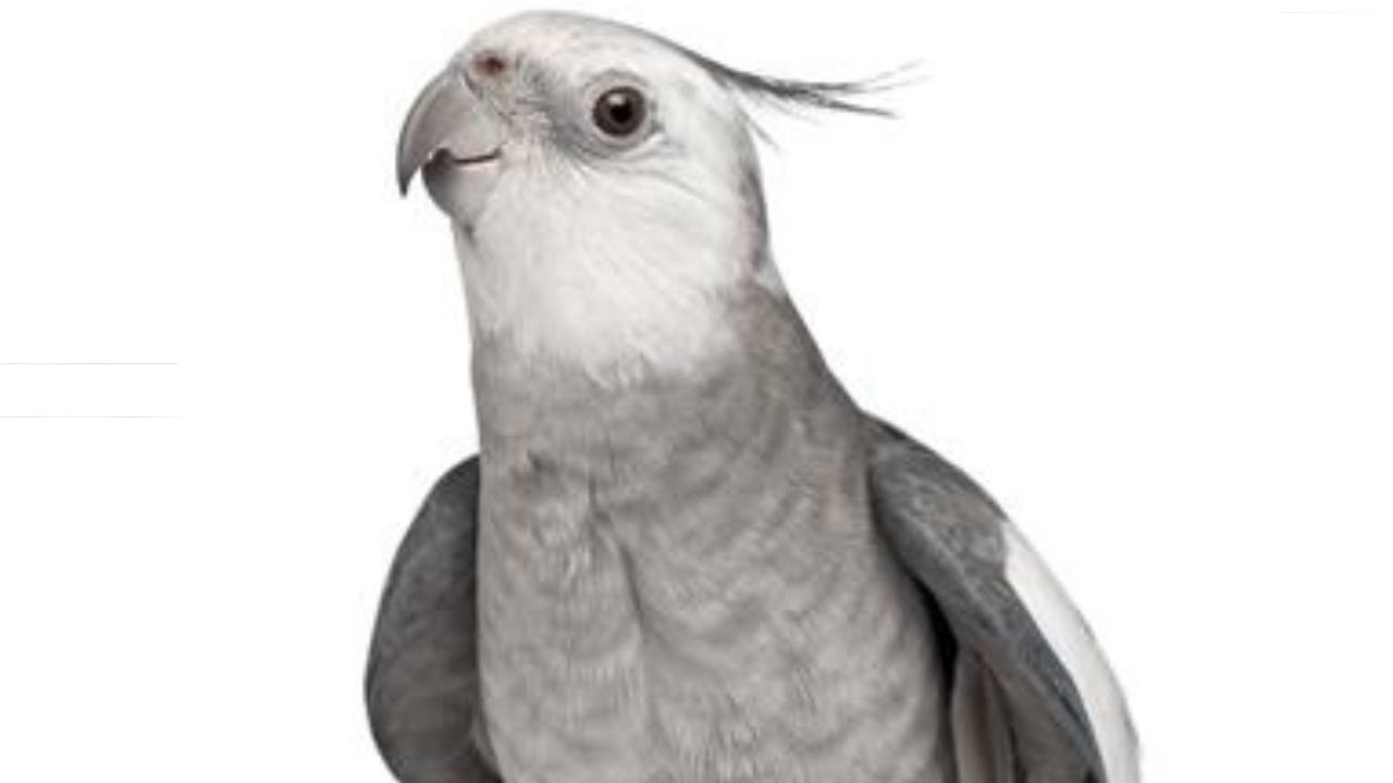 Cockatiel Singing | Cockatiel Song | Cockatiel Calls | Cockatiel Sound Effect