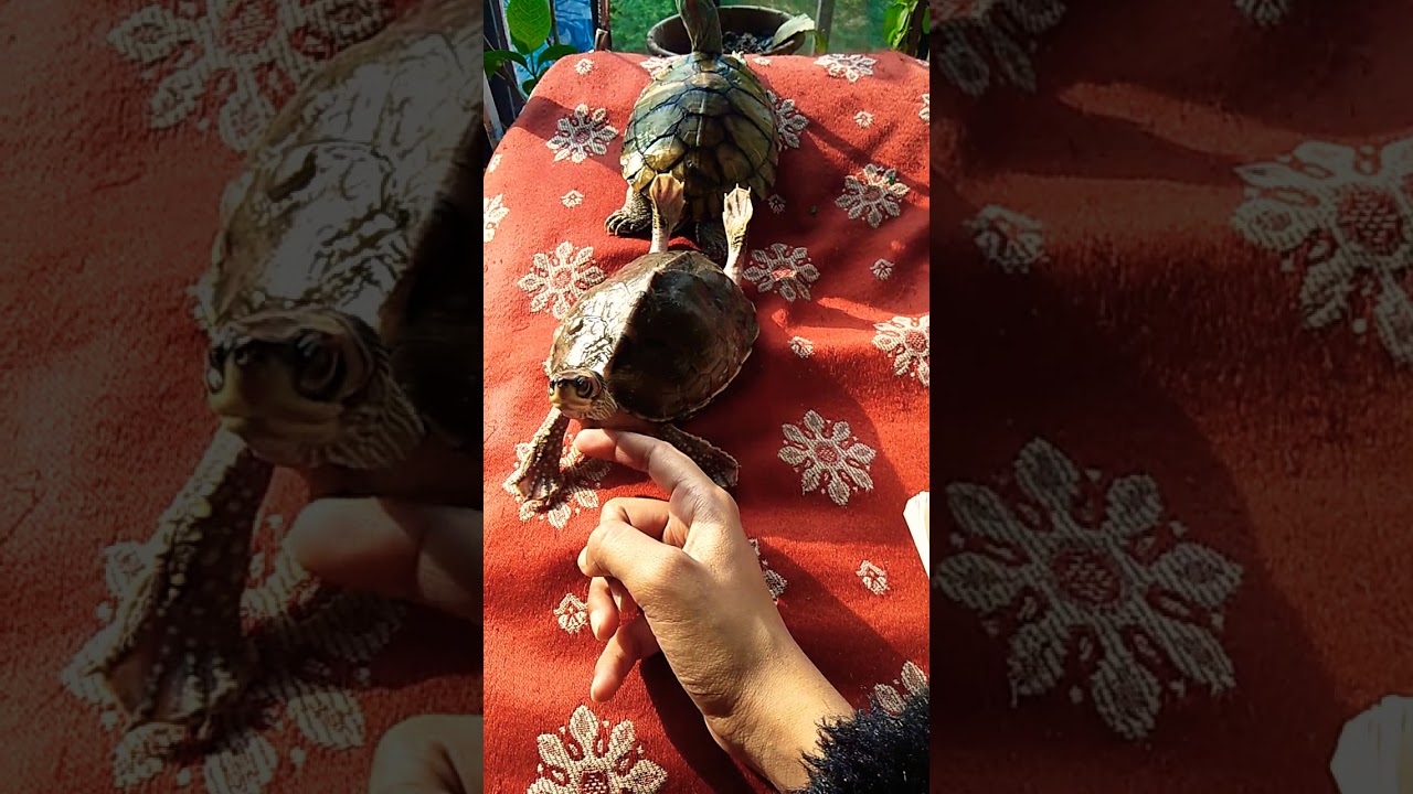 Indian roof turtle