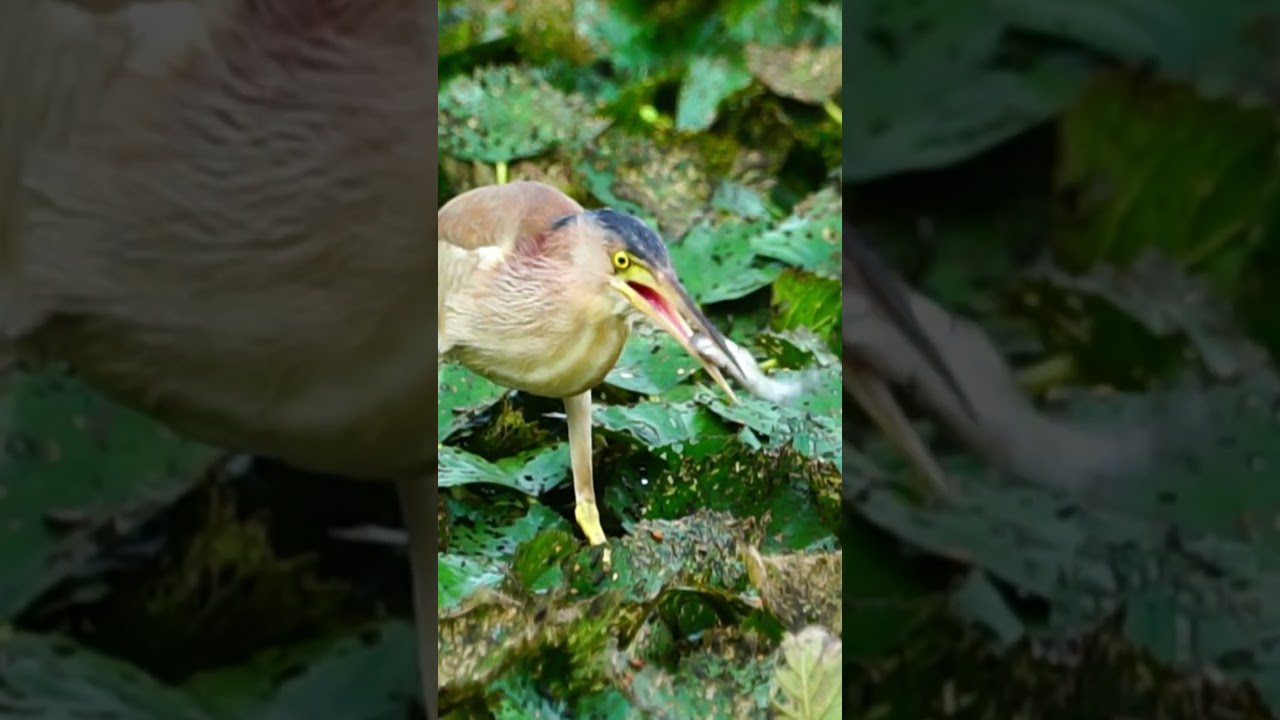 덤불해오라기 ( 사냥 29 ) Yellow bittern ( hunt 29 ) 