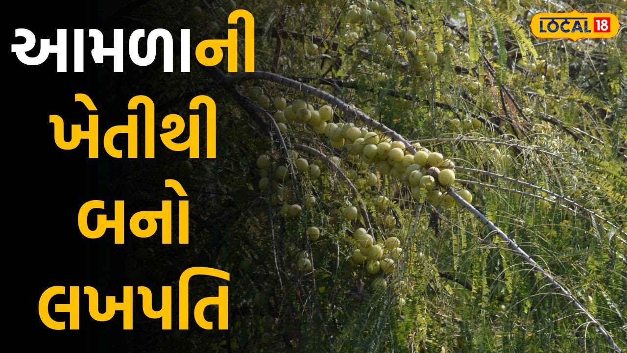 Agricultural: ખેડૂત ભાઈઓ આમળાની ખેતીમાંથી બની ગયા લખપતિ, 1 વિઘે લાખની કમાણી |#local18