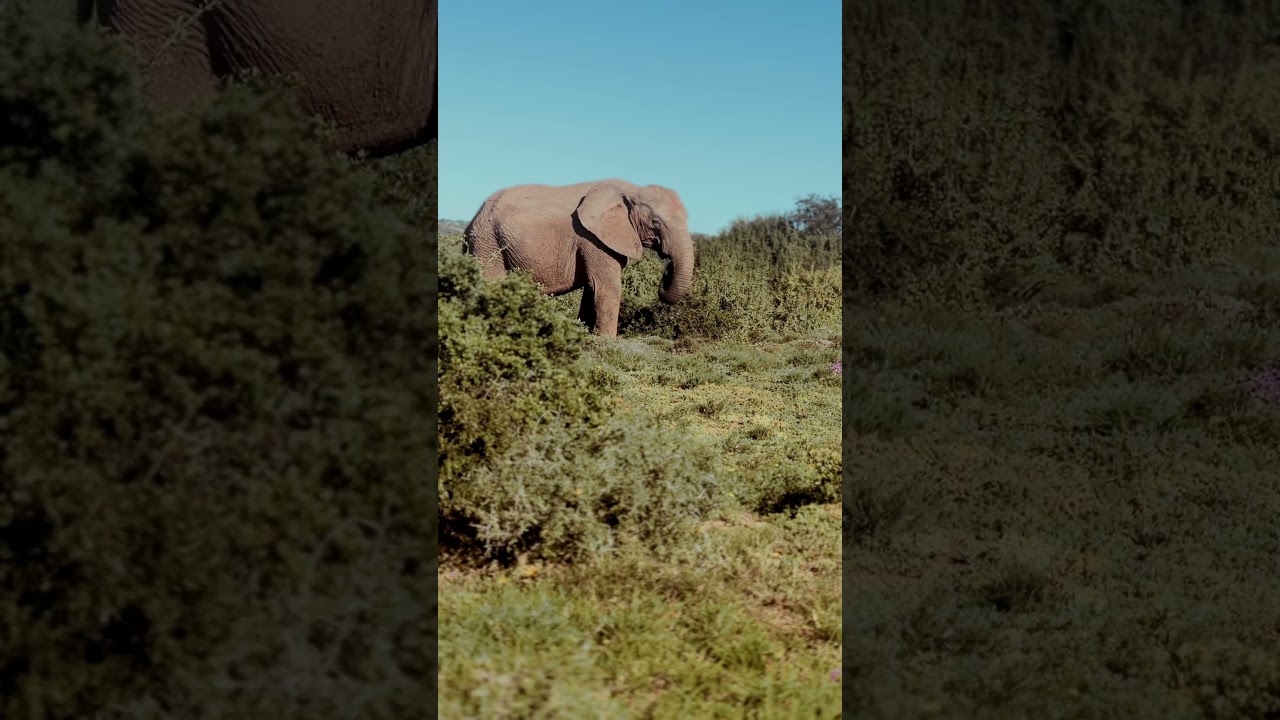 South Africa Safari 🐘🦓 Visiting Addo Elephant National Park on the Garden Route 🇿🇦