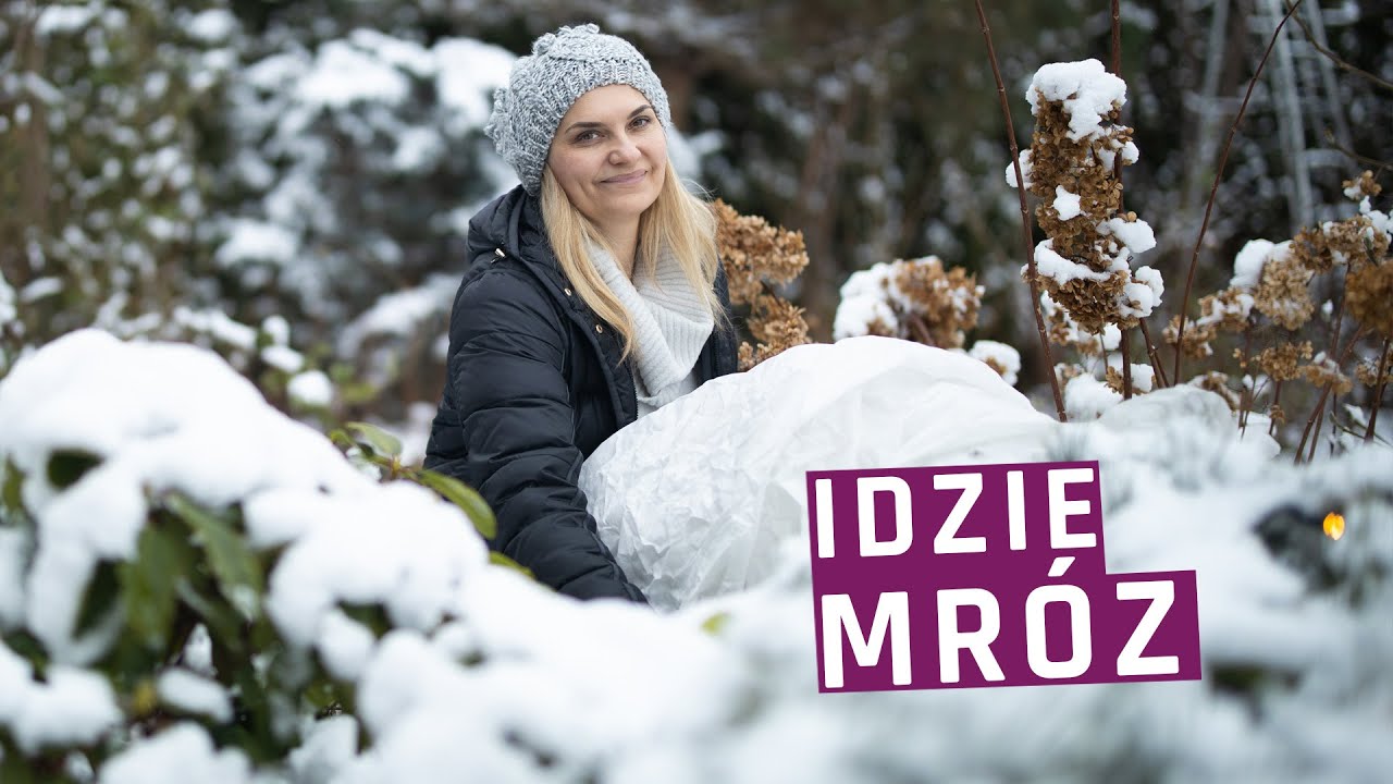Idzie mróz - jak ochronić rośliny w ogrodzie?