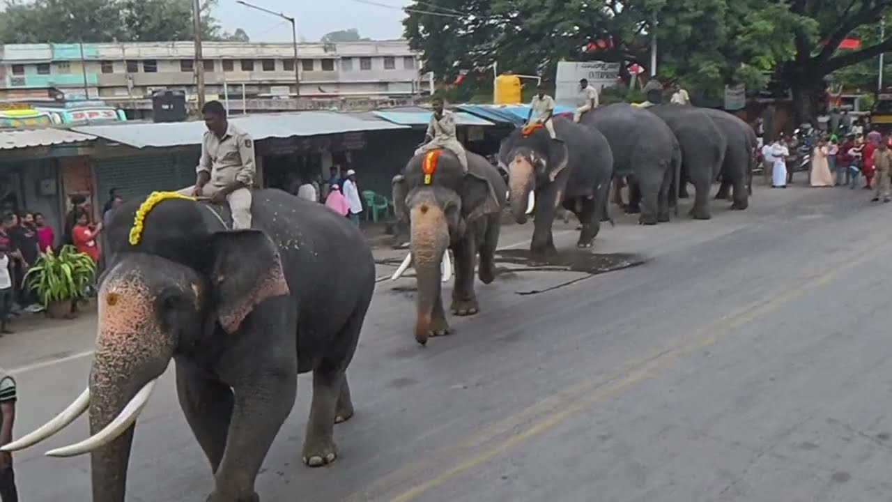 0003 Mysuru Dasara Elephant 🐘 Rehearsal 2025