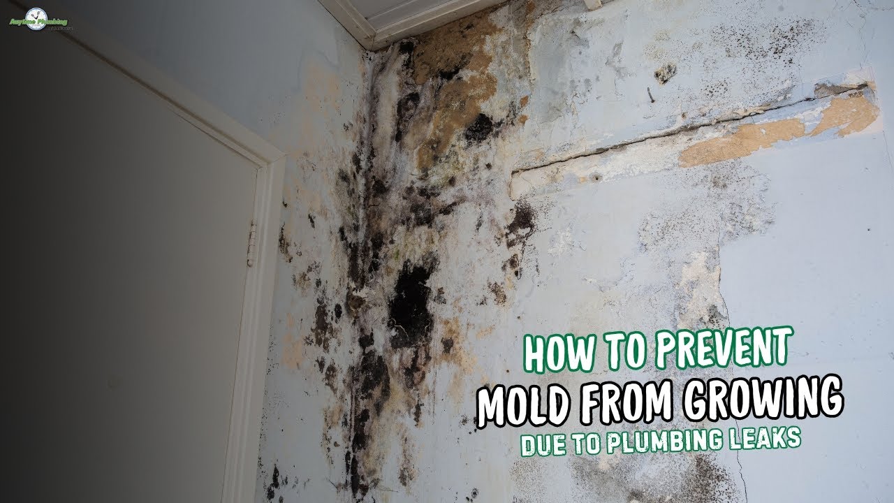 How to Prevent Mold from Growing Due to Plumbing Leaks | Mold Prevention Tips