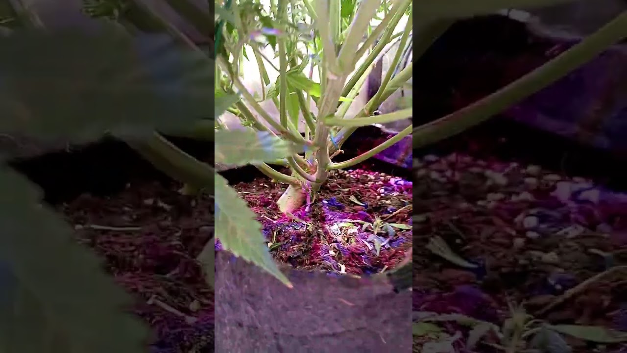 cannabis autofloraison