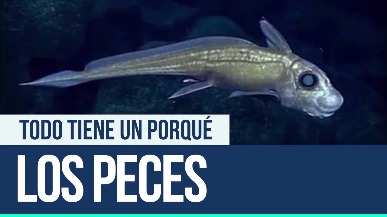 Los peces - Todo tiene un porqué