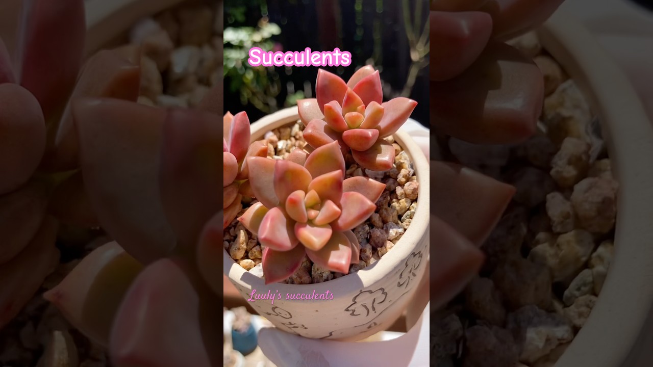 Beautiful succulents in the sunshine- Sen đá đẹp 