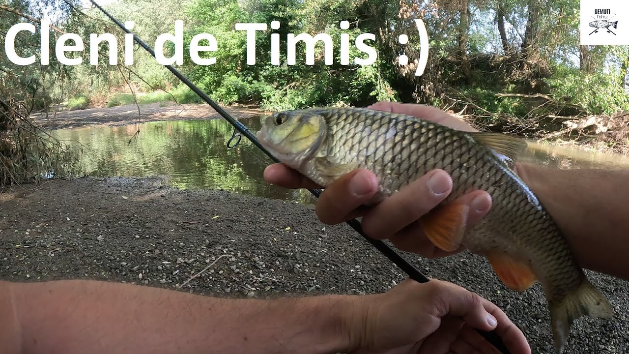 🎣 Timișul scade, dar clenii încă rezistă... Koshinmushi și Baby Pro, numai bune! 🎣