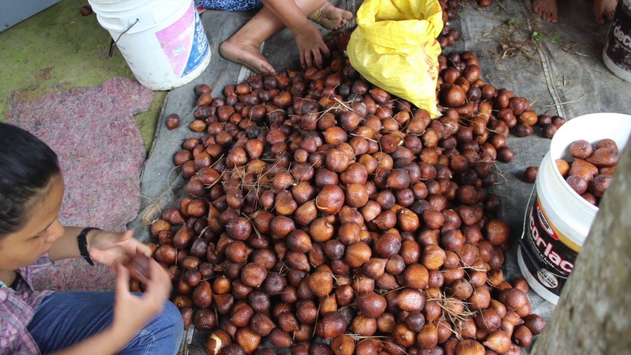 Harvesting Salak