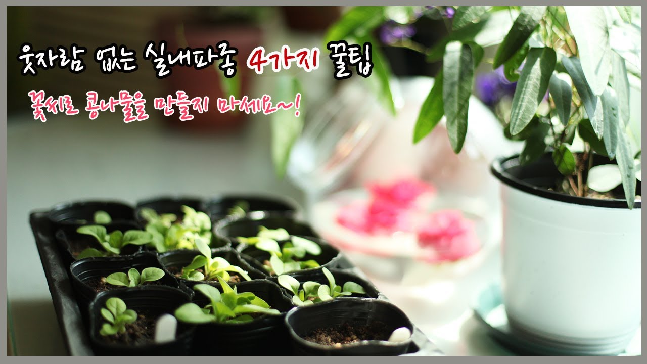 웃자람 없는 실내파종 4가지 꿀팁/ 요대로만 하세요