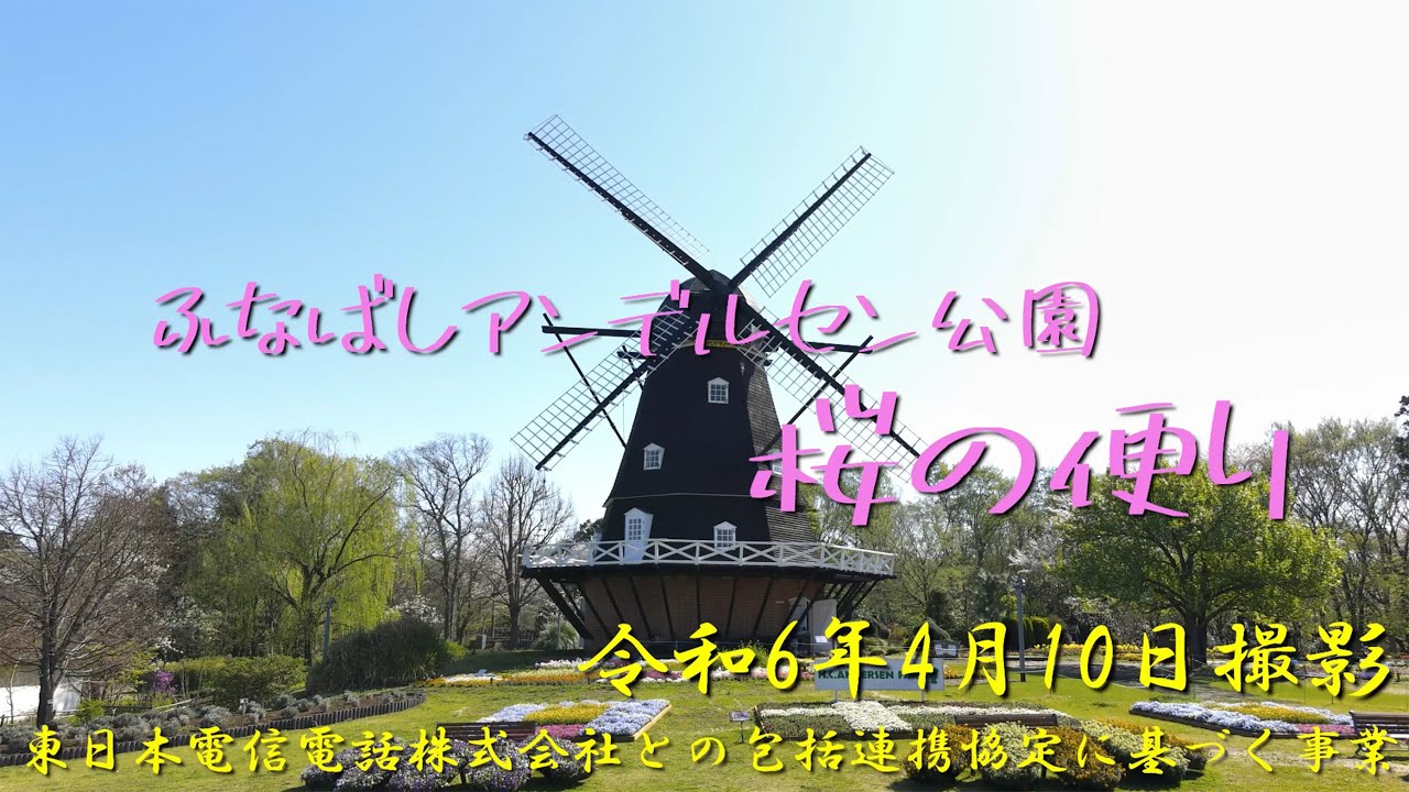 桜の便り（ ＠ふなばしアンデルセン公園 ）