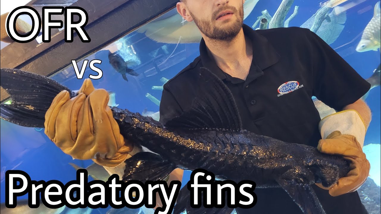 САМЫЙ БОЛЬШОЙ ЧЕЛЛЕНДЖ ПЛЭКО НА YOUTUBE + @PredatoryFins