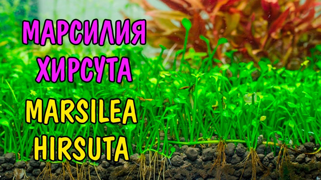 МАРСИЛИЯ ХИРСУТА ( MARSILEA HIRSUTA )