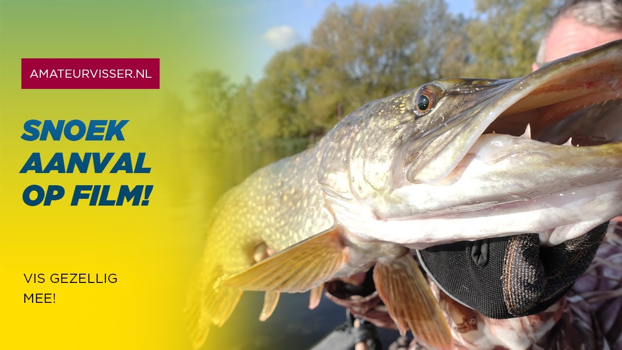 SNOEK AANVAL en SNOEKBAARS - spectaculaire beelden
