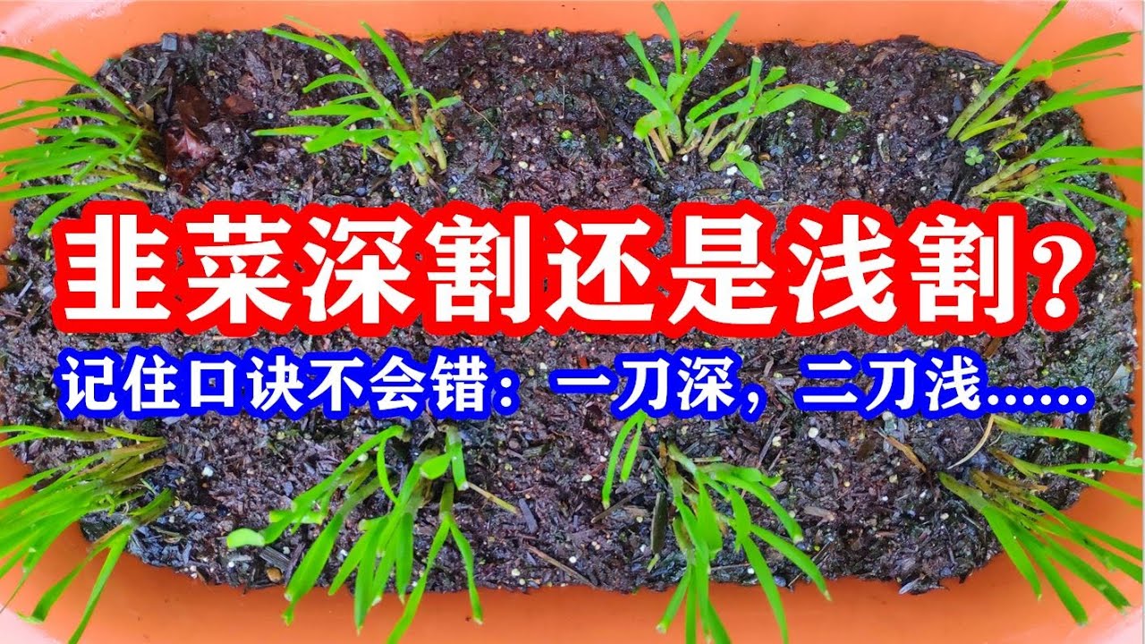 記住一句話，韭菜越來越壯，韭菜深割好还是淺割好，如何收割韭菜？How to harvest garlic chives?