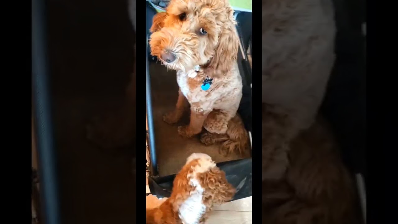 Converting a Kid Bike Trailer for Dogs