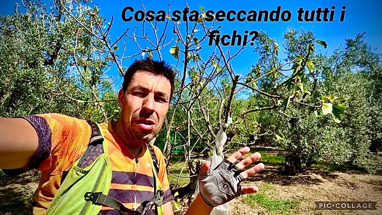 Cosa sta seccando i fichi? È il punteruolo nero? Cosa fare?