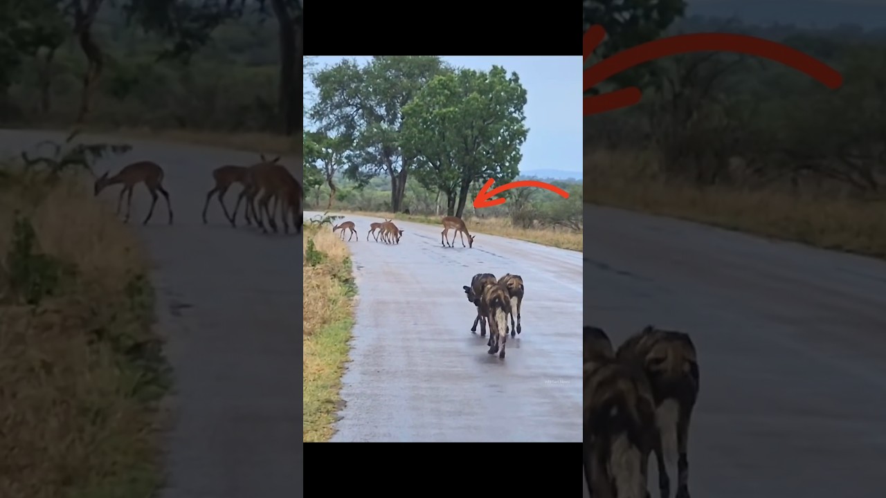 Why Impala Ignore Wild Dog By info fact News