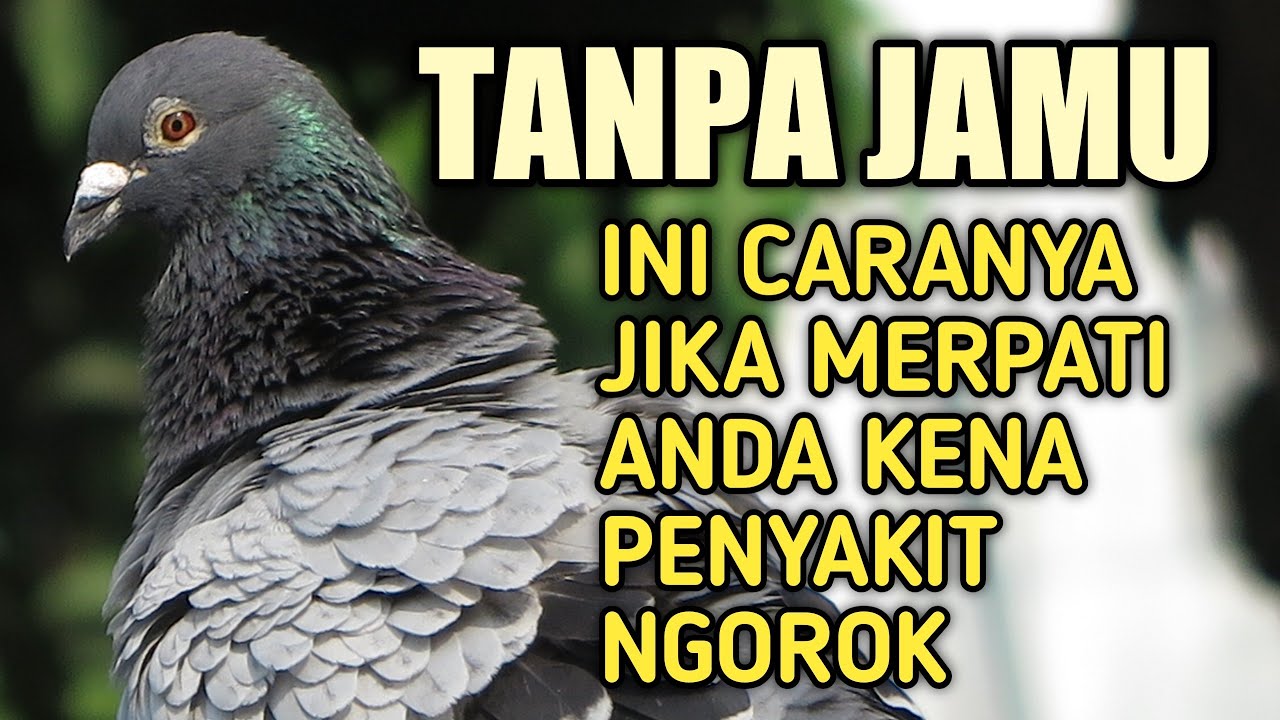 MENGOBATI MERPATI NGOROK TANPA OBAT PABRIK DAN JAMU ❗❓