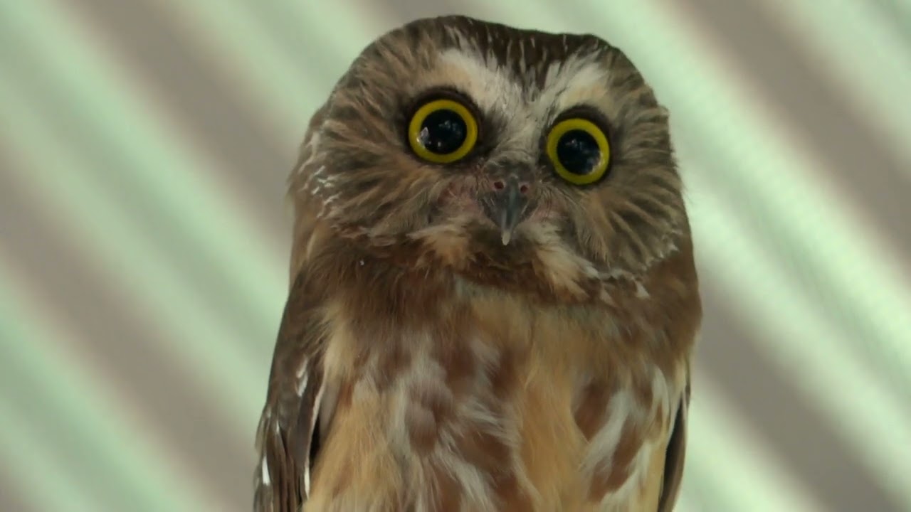 Walk on the Wild Side with KTVL - Clinic Update: Saw Whet Owl