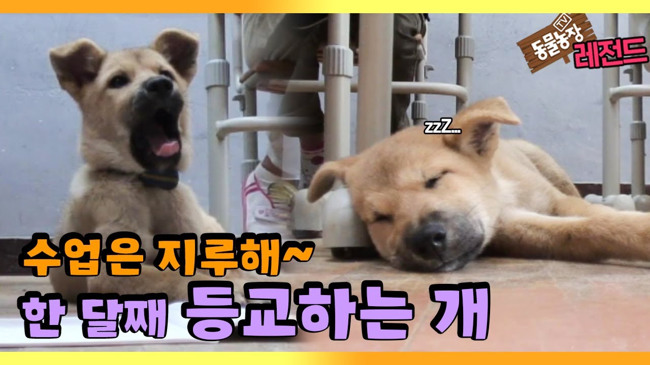 [TV 동물농장 레전드/SUB] 섬마을 ‘등교하는 개 콩이’ 풀버전 다시보기 #TV동물농장 #AnimalFarm #SBSstory