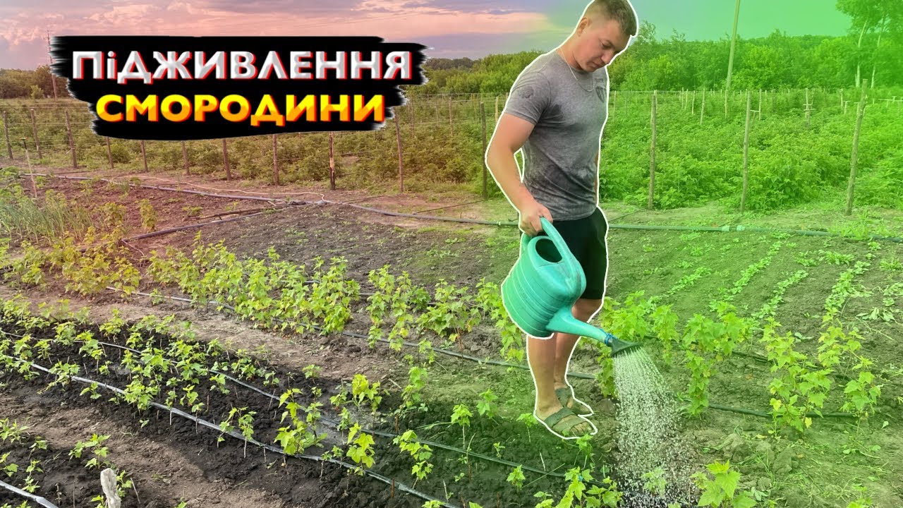 ПІДЖИВЛЕННЯ черенків   смородини органічним добривом👌
