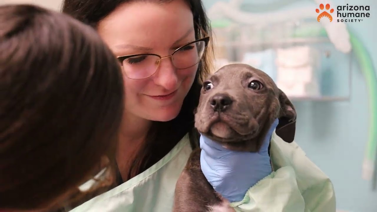 AHS' Veterinary Team Rallies Together to Save Injured Puppy Named Dobby