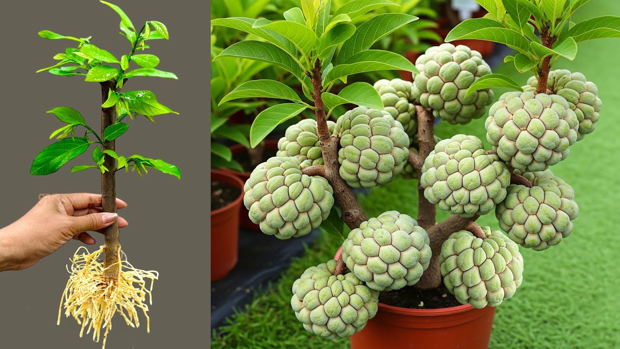 How To Propagate Sweetsop Tree From Cutting With Egg and Aloe Vera, how to growing sweetsop tree