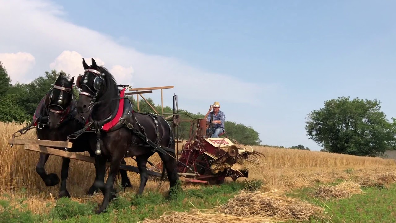 MIETITURA DEL GRANO 2019 / MIETILEGA FAHR / TIRO CAVALLI / WHEAT HARVEST WITH HORSES