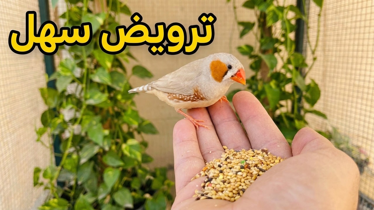طريقة سهلة لصيد البلابل وتشجيرات في المحمية