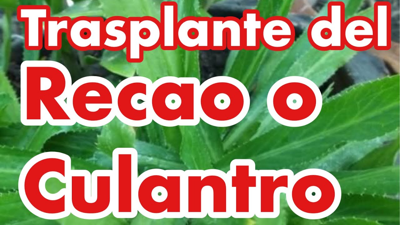 Cómo Trasplantar Culantro