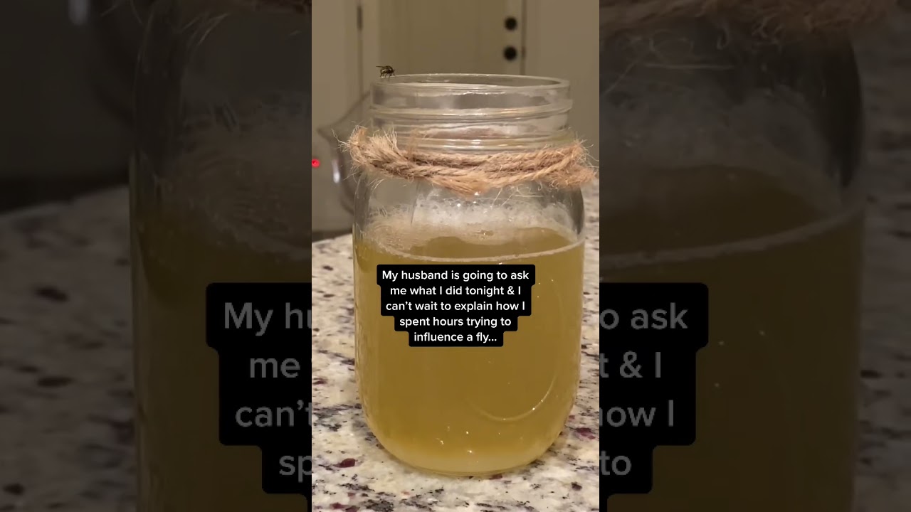 DIY Fly Trap Experiment: Share Your Mixtures