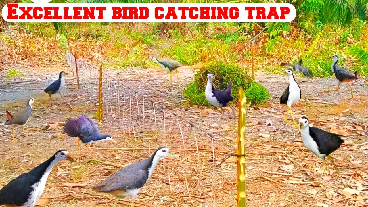 Excellent Bird Hunting Trap | Easy Way To Hunt Birds | Bird Trap | Bird Hunter |