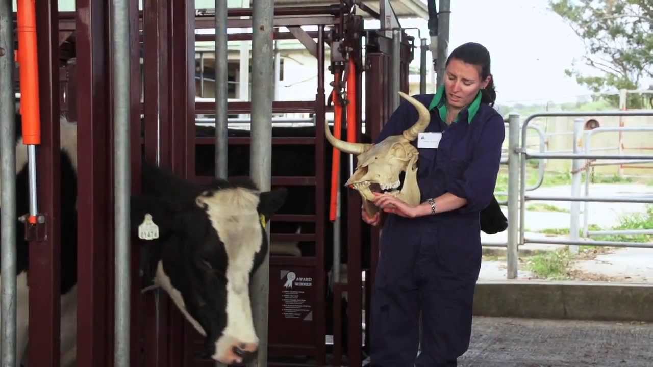 Explore Veterinary Science