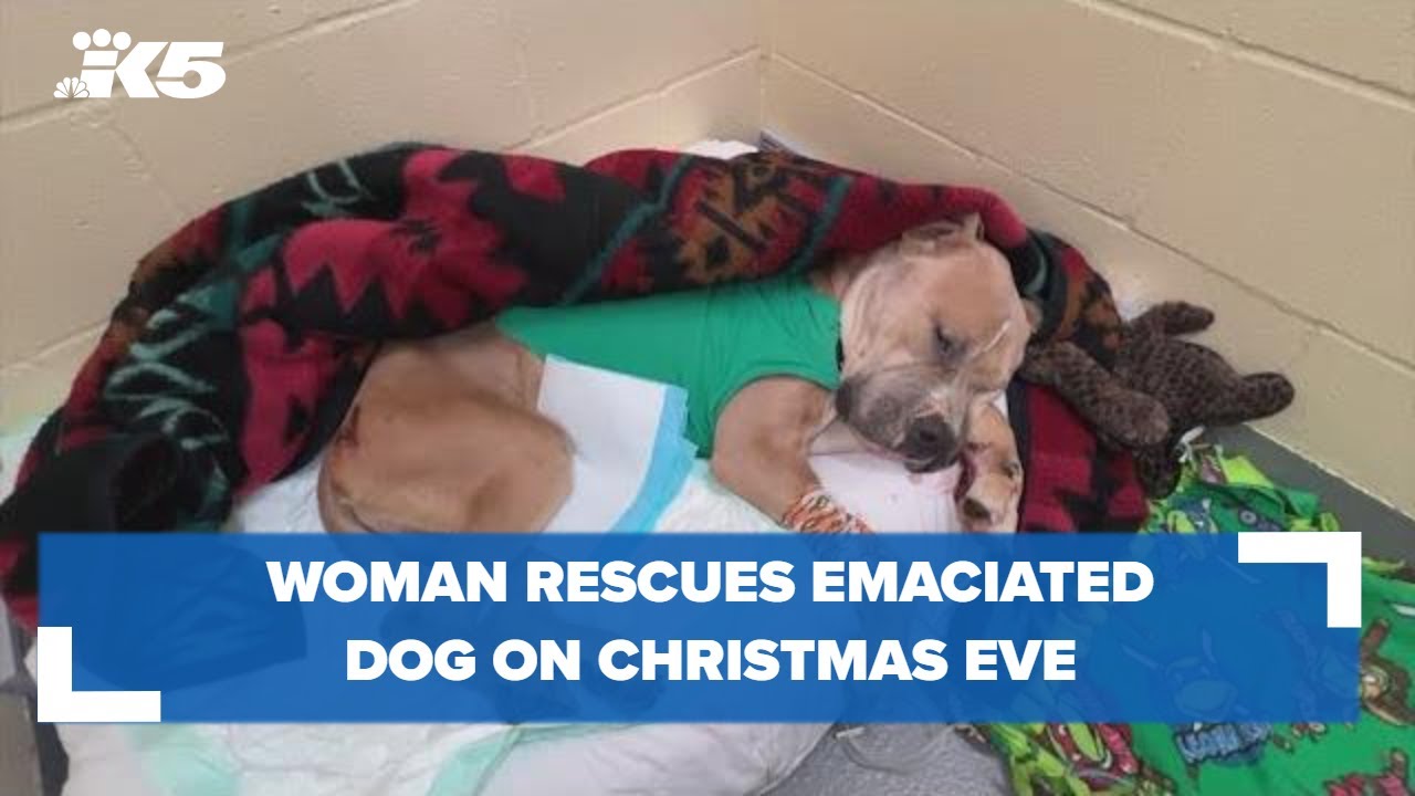 Tacoma resident rescues emaciated dog on Christmas Eve