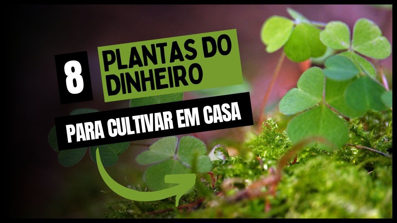 PLANTAS DO DINHEIRO: 8 espécies para cultivar em casa